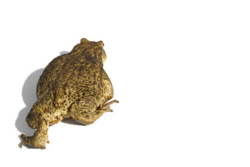 Common toad or European toad, Bufo bufo, isolated on white background.