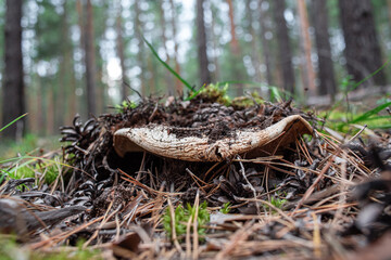 Obraz premium An old mushroom grows out of the ground in the forest