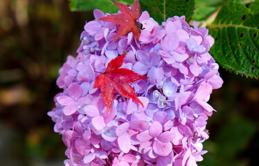 神戸市立森林植物園　紅葉 