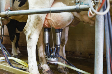 milking parlor
