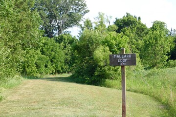 The grass trail in the countryside on a sunny day.