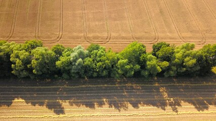 Hecke, Knick aus Bäumen und Sträuchern zwischen Getreidefeldern, Felder, Acker, Ackerflächen