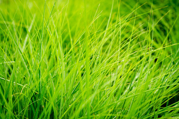 green grass texture