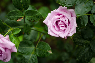 pink rose in garden