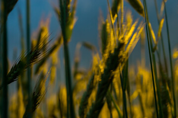 Obraz premium Wheat