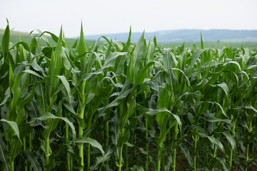 Fototapeta premium Field of green corn. Stems and leaves of corn. Cereal crops