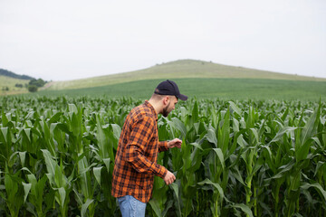 A farmer works on a large green field of growing corn. Inspection and inspection of sowing