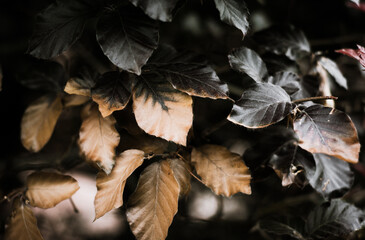 leaves on the ground