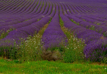 Lavender Fields in Kent