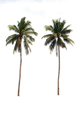 Two of coconuts tree on a white background with clipping path..