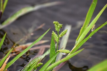 Plants and flowers