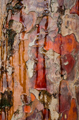 texture of the bark