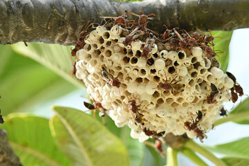 The murder hornets are building their nest on a tree branches.