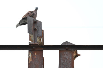 An isolated dove on the top of abandoned city ruin sign