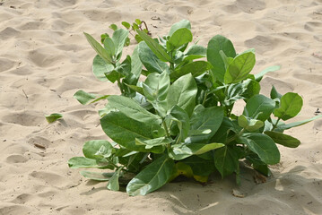 A native growing fresh beach cabbage plant at plentiful ecosystem beach.