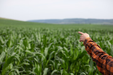 Male farmer's hand points to a green field of corn. Copyspace