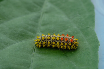 Yellow  worms with beautiful on green leaf background
