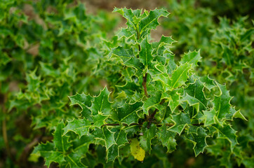 close up of green leaves