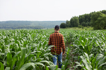A young farmer walks through a green corn field and looks for sick corn