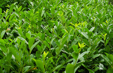 Fototapeta premium fresh green grass