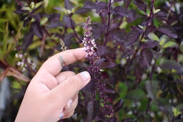 Plants and flowers