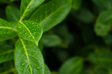 Fototapeta na wymiar green leaf with dew drops