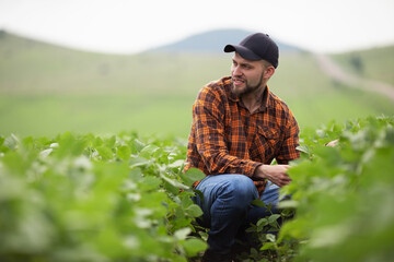 Farmer agronomist on a growing green soybean field. Agricultural industry - obrazy, fototapety, plakaty