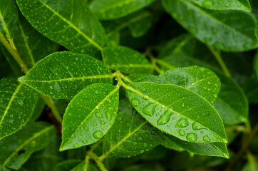 green leaves with water drops