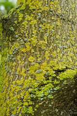 lichen on a tree