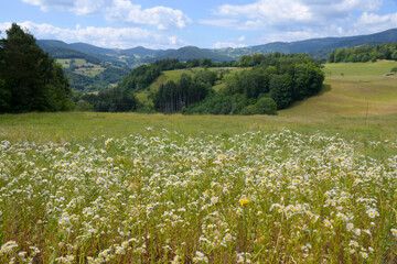 Fototapeta premium Blick vom Tour de Faudé oberhalb von Orbey in den Vogesen