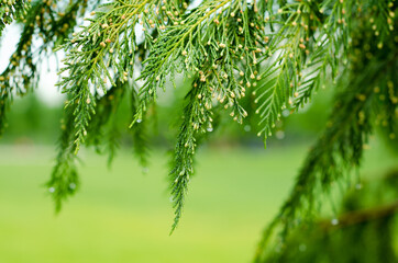 green pine needles