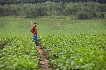 A farmer inspects a field of growing green soybeans