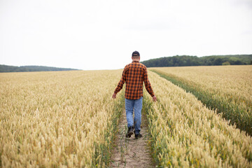 Naklejka na ściany i meble A farmer walks through a wheat field and inspects ears of wheat. Harvest concept