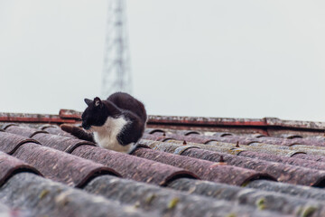 A candid shot of an old stray cat startled while sneaking on an old rooftop