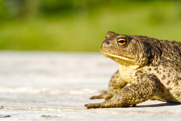 Common Toad sitting on old wooden table, Bufo Bufo close-up.