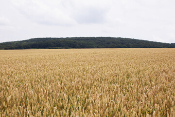 Large field of ripe golden wheat. Harvest concept