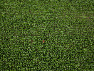 aerial view.  A farmer walks among a large green corn field and inspects it. Harvest concept