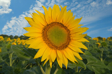 Sonnenblumenfeld im Elsass im Grand Ried