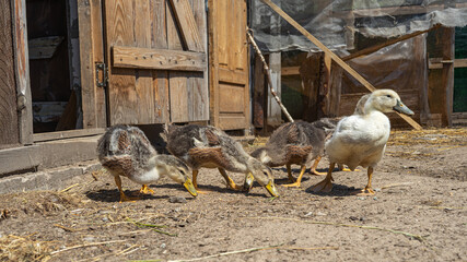 Young ducks and geese in an aviary on a farm in the village. Domestic poultry farming.