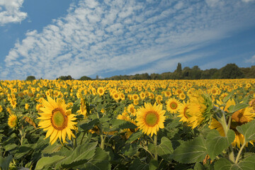 Sonnenblumenfeld im Elsass im Grand Ried