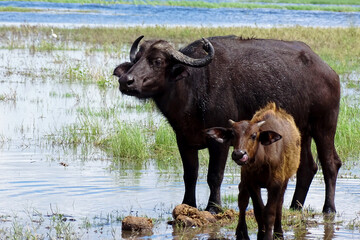 Syncerus caffer caffer