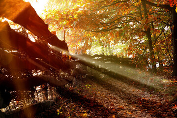 Autumn view: road in the forest along the fence and sunset