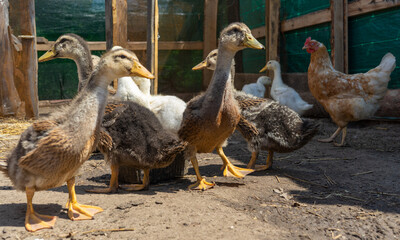 Young ducks and geese in an aviary on a farm in the village. Domestic poultry farming.