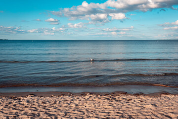 Ostsee Lübecker Bucht Möwe am Strand