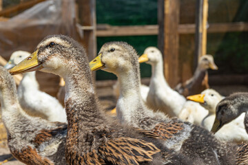 Obraz premium Young ducks and geese in an aviary on a farm in the village. Domestic poultry farming.