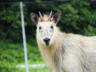 ニホンカモシカ