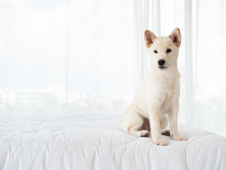 Shiba Inu Japanese pedigree adorable puppy white short hair fur staying and waiting pet owner while calm and peaceful mind on blanket topper at bedroom in the morning animal portrait with copy space