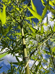green leaves and blue sky