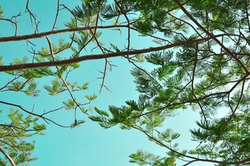 Nature view of beautiful green forest in summer season. Environment concept