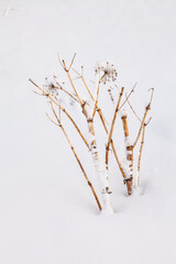 Winter landscape, North Iceland, Iceland, Europe